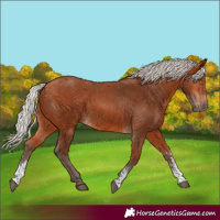 Horse Color:Silver Bay Sabino Rabicano