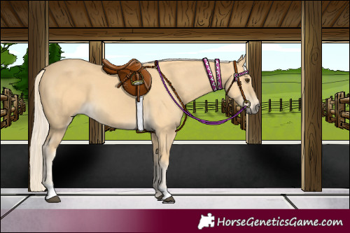 Horse Color:Palomino