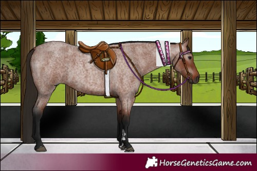 Horse Color:Gray Bay Roan