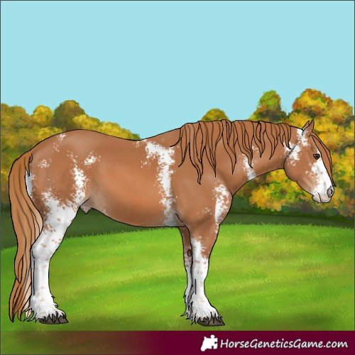 Horse Color:Chestnut Sabino