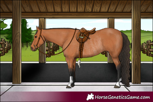 Horse Color:Bay Rabicano