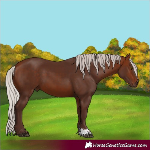 Horse Color:Silver Bay Sabino Rabicano