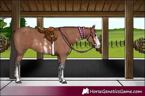 Horse Color:Bay Sabino Rabicano and Bay Sabino Rabicano