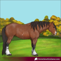 Horse Color:Bay Sabino Rabicano and Bay Sabino Rabicano