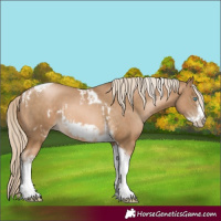 Horse Color:Chocolate Palomino Pearl Tobiano Frame  and Chocolate Palomino Pearl Tobiano Frame 