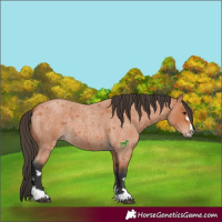 Horse Color:Bay Roan
