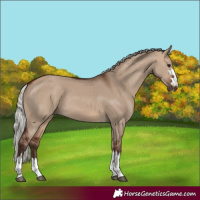 Horse Color:Silver Brown Dun