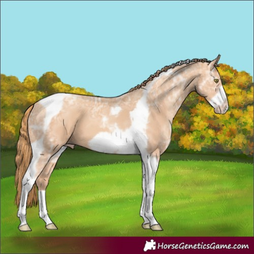 Horse Color:Gold Champagne Ice Tobiano Frame