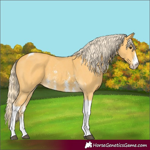 Horse Color:Palomino Sabino Tobiano