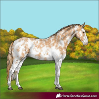 Horse Color:Chestnut Sabino 