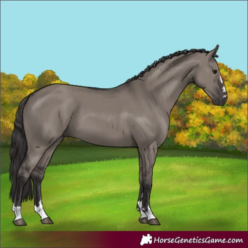 Horse Color:Smoky Grullo