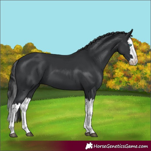 Horse Color:Black Splash