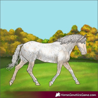 Horse Color:Silver Amber Champagne Pearl Dun Tobiano Appaloosa Rabicano and Silver Amber Champagne Pearl Dun Tobiano Appaloosa Rabicano