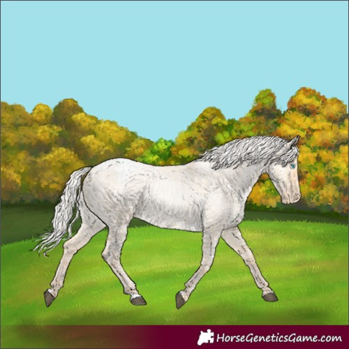 Horse Color:Silver Grullo Roan Snowdrop Pearl Snowflake Varnish Rabicano