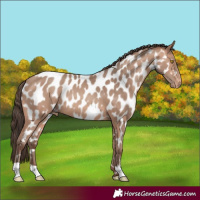 Horse Color:Amber Champagne Appaloosa 