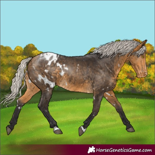 Horse Color:White Spotted Silver Buckskin Appaloosa Rabicano 