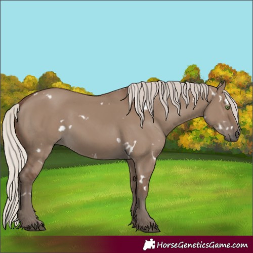 Horse Color:White Spotted Silver Grullo Rabicano
