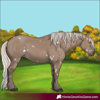 Horse Color:White Spotted Silver Grullo Rabicano 