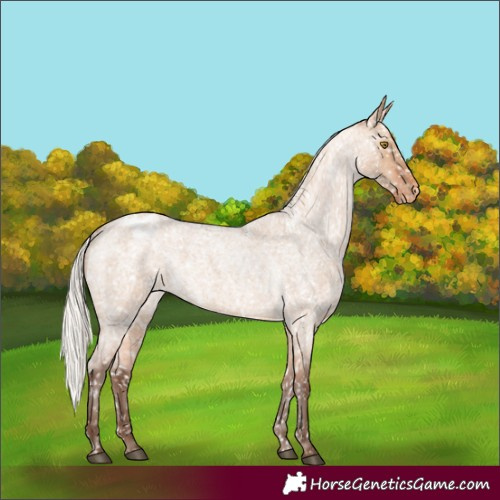 Horse Color:Silver Bay Roan Dun Appaloosa Rabicano