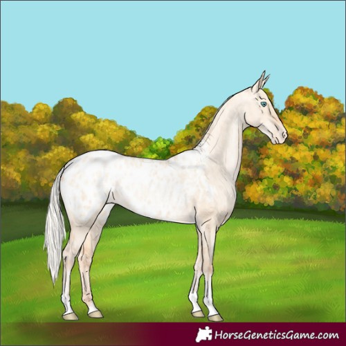 Horse Color:Silver Amber Champagne Pearl Dun Tobiano Appaloosa Rabicano and Silver Amber Champagne Pearl Dun Tobiano Appaloosa Rabicano