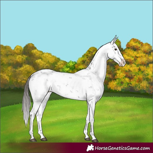 Horse Color:Liver Chestnut Sabino Splash Appaloosa 