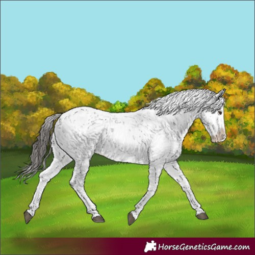 Horse Color:Liver Chestnut Sabino Splash Snowflake Varnish