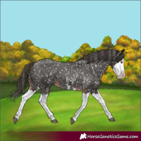 Horse Color:Liver Chestnut Sabino Splash Appaloosa