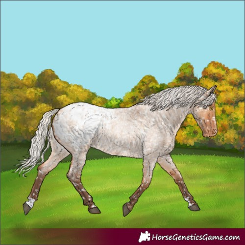 Horse Color:Silver Bay Roan Dun Blanket Rabicano 