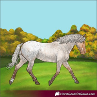 Horse Color:Silver Bay Roan Dun Appaloosa Rabicano