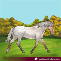 Horse Color:Silver Bay Roan Dun Blanket Rabicano 