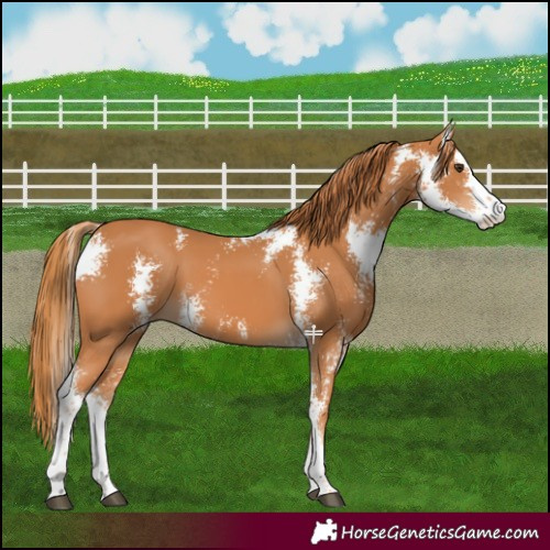 Horse Color:Chestnut Sabino