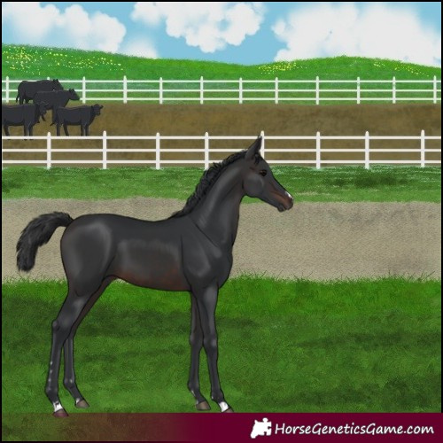 Horse Color:Brown 