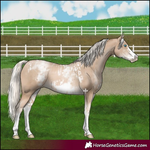 Horse Color:Chocolate Palomino Pearl Tobiano Frame and White Spotted Chocolate Palomino Pearl Frame