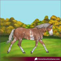 Horse Color:Silver Bay Sabino Rabicano