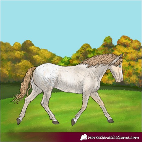 Horse Color:Buckskin Roan Snowdrop Appaloosa