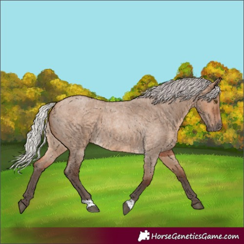 Horse Color:Silver Brown Roan Dun
