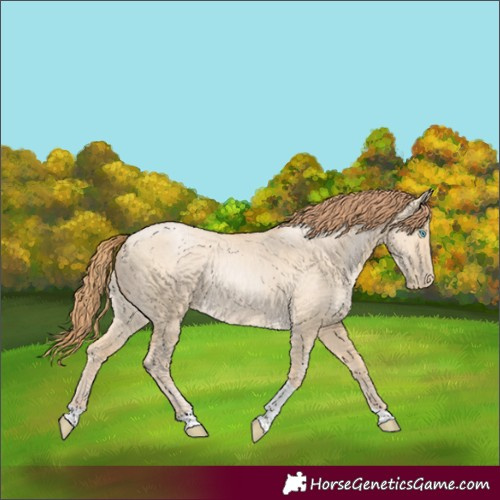 Horse Color:Buckskin Pearl Dun Tobiano Rabicano
