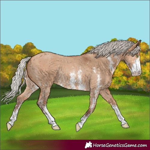 Horse Color:Silver Bay Dun Sabino Rabicano