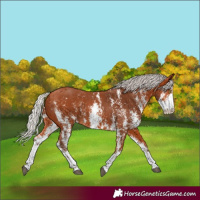 Horse Color:Silver Bay Sabino Rabicano 