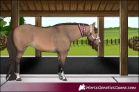 Horse Color:Bay Dun 