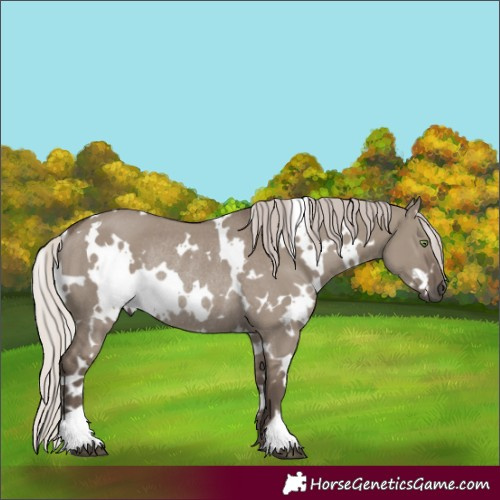 Horse Color:White Spotted Silver Grullo Rabicano