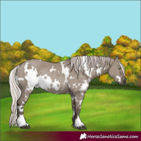 Horse Color:White Spotted Silver Grullo Rabicano