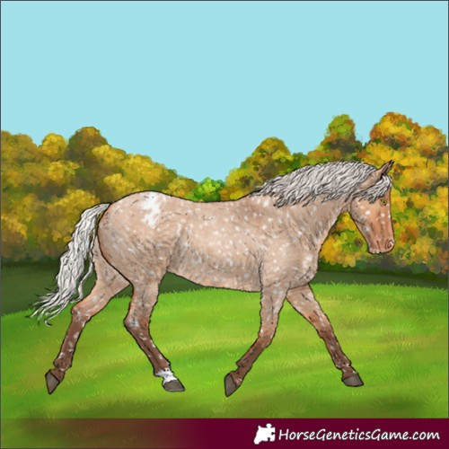 Horse Color:Silver Bay Roan Dun Snowflake Varnish Rabicano 