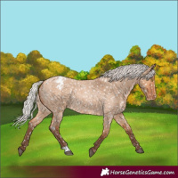 Horse Color:Silver Bay Roan Dun Snowflake Varnish Rabicano