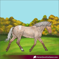 Horse Color:Silver Bay Roan Dun Appaloosa Rabicano