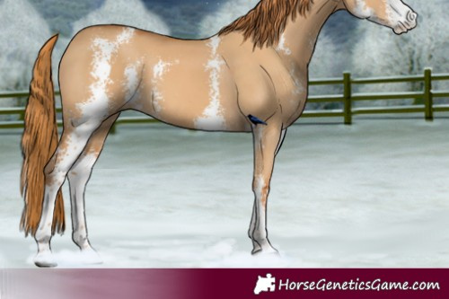 Horse Color:Red Dun Sabino 