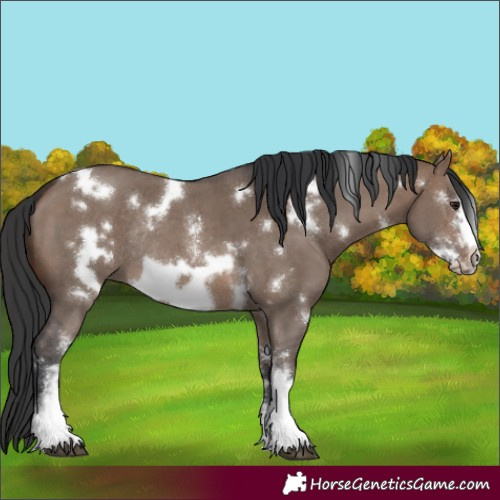 Horse Color:White Spotted Brown Dun Sabino Frame Rabicano