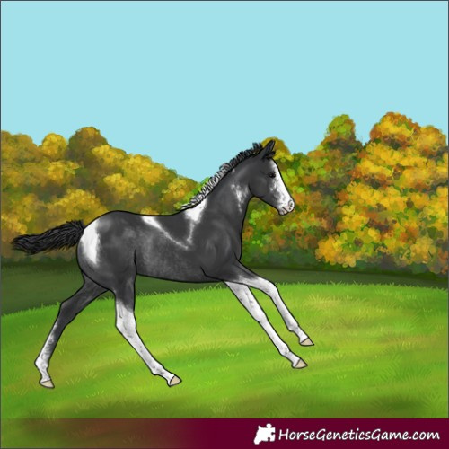 Horse Color:Black Sabino Tobiano Rabicano 
