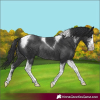 Horse Color:Black Sabino Tobiano Rabicano 