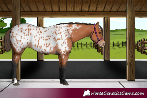 Horse Color:Bay Appaloosa 